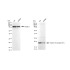 KD-Validated Histone H3 (acetyl K27) Rabbit mAb (20 μl)