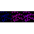 KD-Validated HAUS7 Rabbit mAb (20 μl)