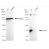 KD-Validated HAUS7 Rabbit mAb (20 μl)