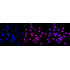 KD-Validated HMGB2 Rabbit mAb (20 μl)