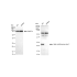 KD-Validated HMGB2 Rabbit mAb (20 μl)