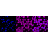 KD-Validated ERK1/2 Rabbit mAb (20 μl)