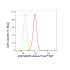 KD-Validated p38 MAPK Rabbit mAb (20 μl)