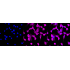 KD-Validated p38 MAPK Rabbit mAb (20 μl)
