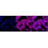 KD-Validated p38 MAPK Rabbit mAb (20 μl)