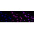 KD-Validated p38 MAPK Rabbit mAb (20 μl)