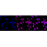 KD-Validated MMUT Rabbit mAb (20 μl)
