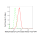 KD-Validated MMUT Rabbit mAb (20 μl)