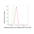 KD-Validated MMUT Rabbit mAb (20 μl)