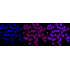 KD-Validated MMUT Rabbit mAb (20 μl)