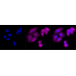 KD-Validated MTAP Rabbit mAb (20 μl)