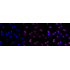 KD-Validated NDEL1 Rabbit mAb (20 μl)