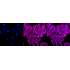 KD-Validated OXGR1 Rabbit mAb (20 μl)