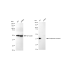 KD-Validated OXGR1 Rabbit mAb (20 μl)
