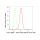 KD-Validated PRKCD Rabbit mAb (20 μl)