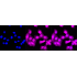 KD-Validated PRKCD Rabbit mAb (20 μl)