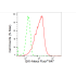 KD-Validated QKI Rabbit mAb (20 μl)