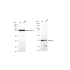KD-Validated QKI Rabbit mAb (20 μl)