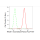 KD-Validated RAD51 Rabbit mAb (20 μl)