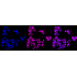 KD-Validated RAD51 Rabbit mAb (20 μl)