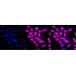 KD-Validated SMS Rabbit mAb (20 μl)