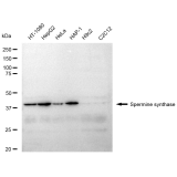 KD-Validated SMS Rabbit mAb (20 μl)