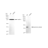 KD-Validated SMS Rabbit mAb (20 μl)