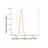 KD-Validated STX16 Rabbit mAb (20 μl)