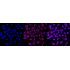 KD-Validated STX16 Rabbit mAb (20 μl)