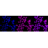 KD-Validated Nesprin3 Rabbit mAb (20 μl)