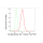 KD-Validated SYPL1 Rabbit mAb (20 μl)
