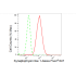 KD-Validated SYPL1 Rabbit mAb (20 μl)