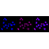 KD-Validated TRIB3 Rabbit mAb (20 μl)