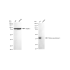 KD-Validated TRIB3 Rabbit mAb (20 μl)