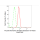 KD-Validated TRIP10 Rabbit mAb (20 μl)