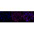 KD-Validated TRIP10 Rabbit mAb (20 μl)