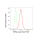 KD-Validated TSFM Rabbit mAb (20 μl)