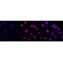 KD-Validated TSFM Rabbit mAb (20 μl)