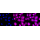 KD-Validated VASP Rabbit mAb (20 μl)