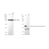 KD-Validated VASP Rabbit mAb (20 μl)