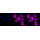 KD-Validated WDR1 Rabbit mAb (20 μl)