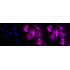 KD-Validated WDR1 Rabbit mAb (20 μl)