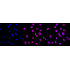 KD-Validated TARDBP Rabbit mAb (20 μl)