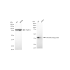 KD-Validated TARDBP Rabbit mAb (20 μl)