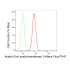 KD-Validated ACAT2 Rabbit mAb (20 μl)