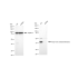 KD-Validated ACAT2 Rabbit mAb (20 μl)