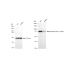 KD-Validated Phospho-PKCA (T497) Rabbit mAb (20 μl)