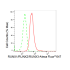 KD-Validated RUNX1/RUNX2/RUNX3 Rabbit mAb (20 μl)