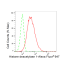 KD-Validated HDAC1 Rabbit mAb (20 μl)