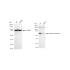 KD-Validated HDAC1 Rabbit mAb (20 μl)